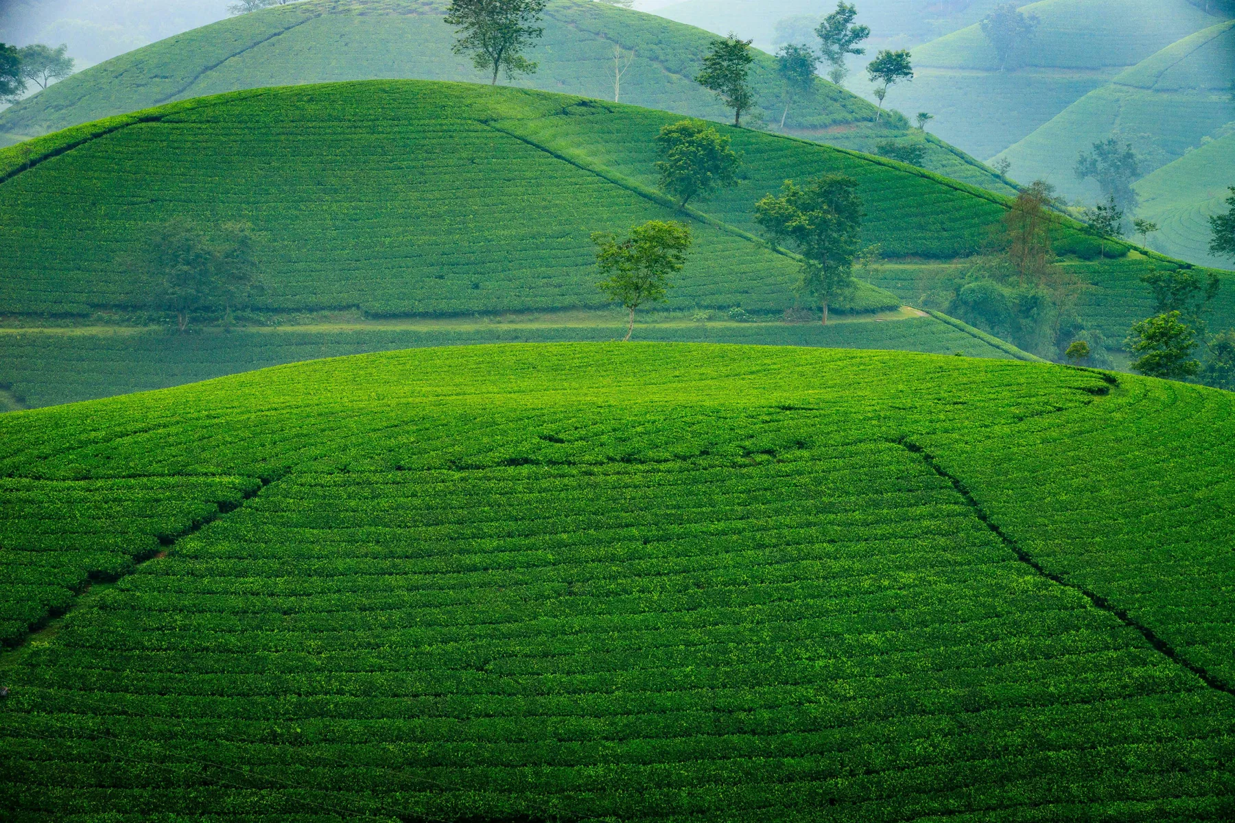 Premium organic matcha