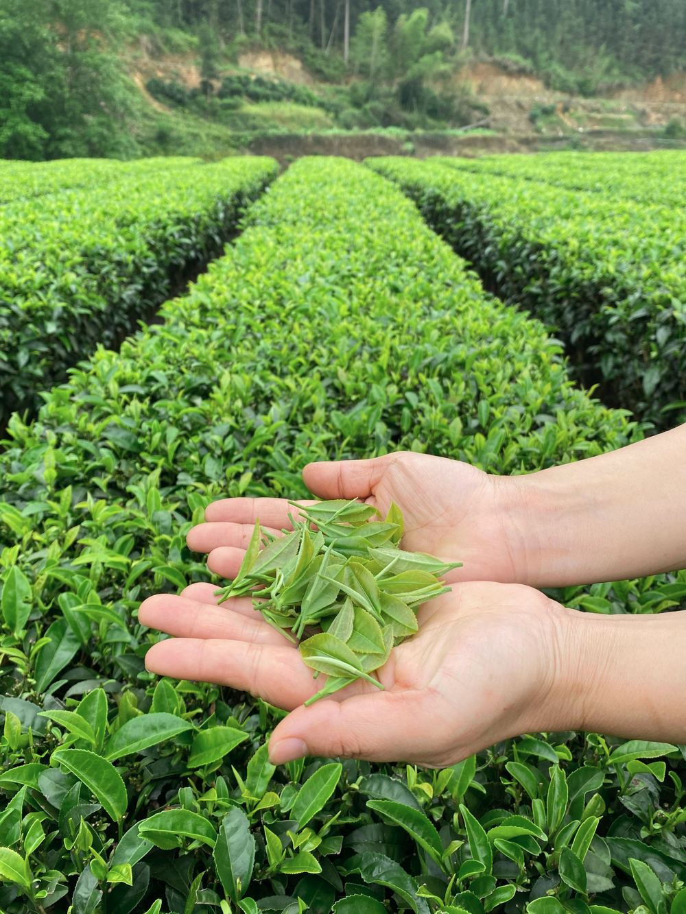 Fresh tea leaves