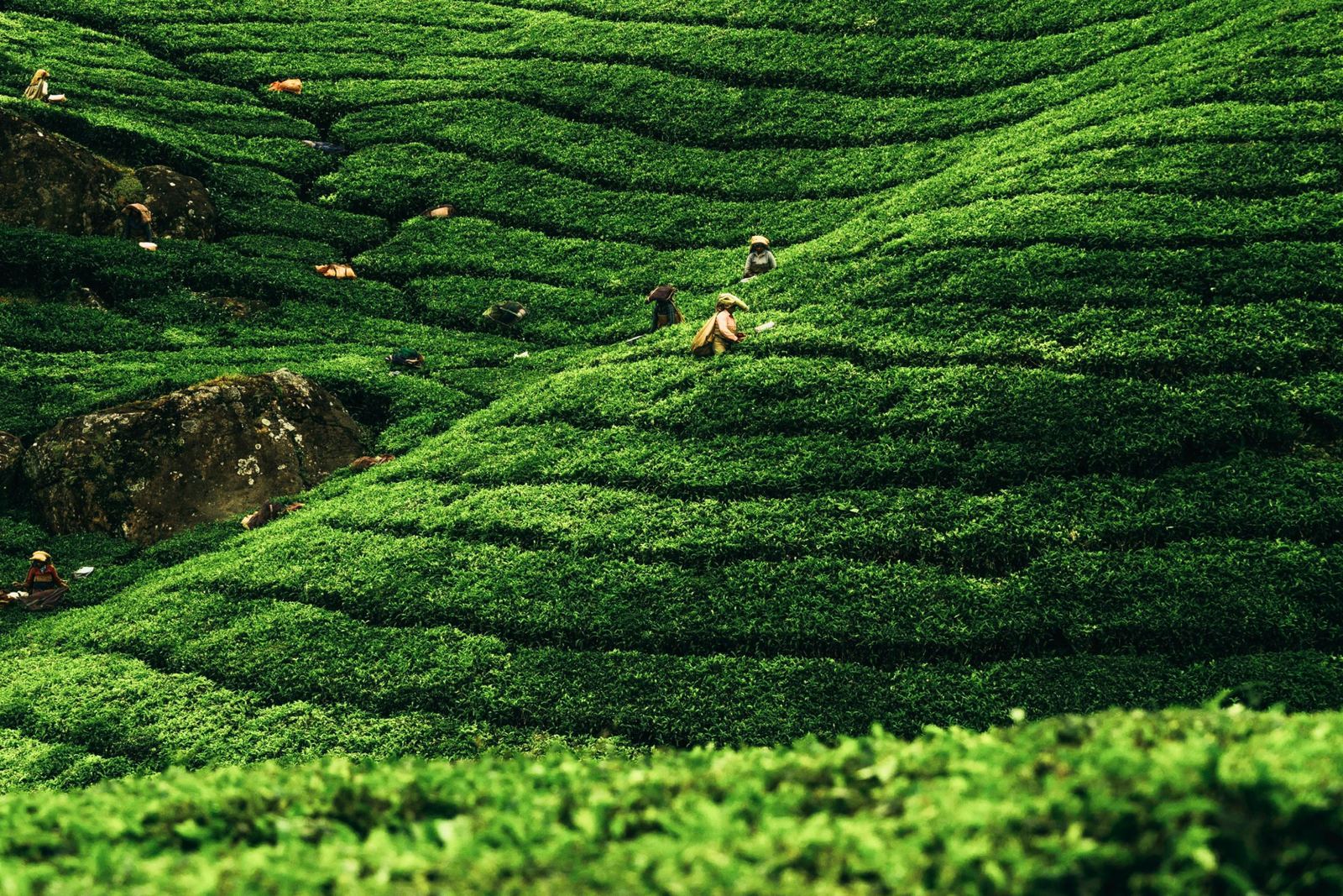Tea garden terraces