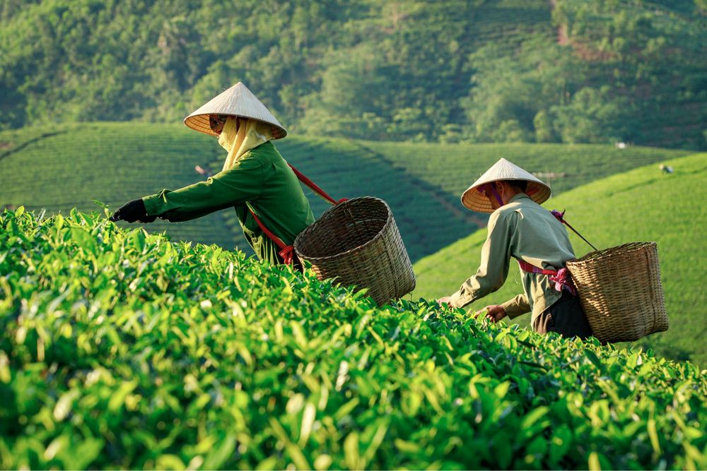 Tea picking in the garden